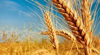 wheat milestone social