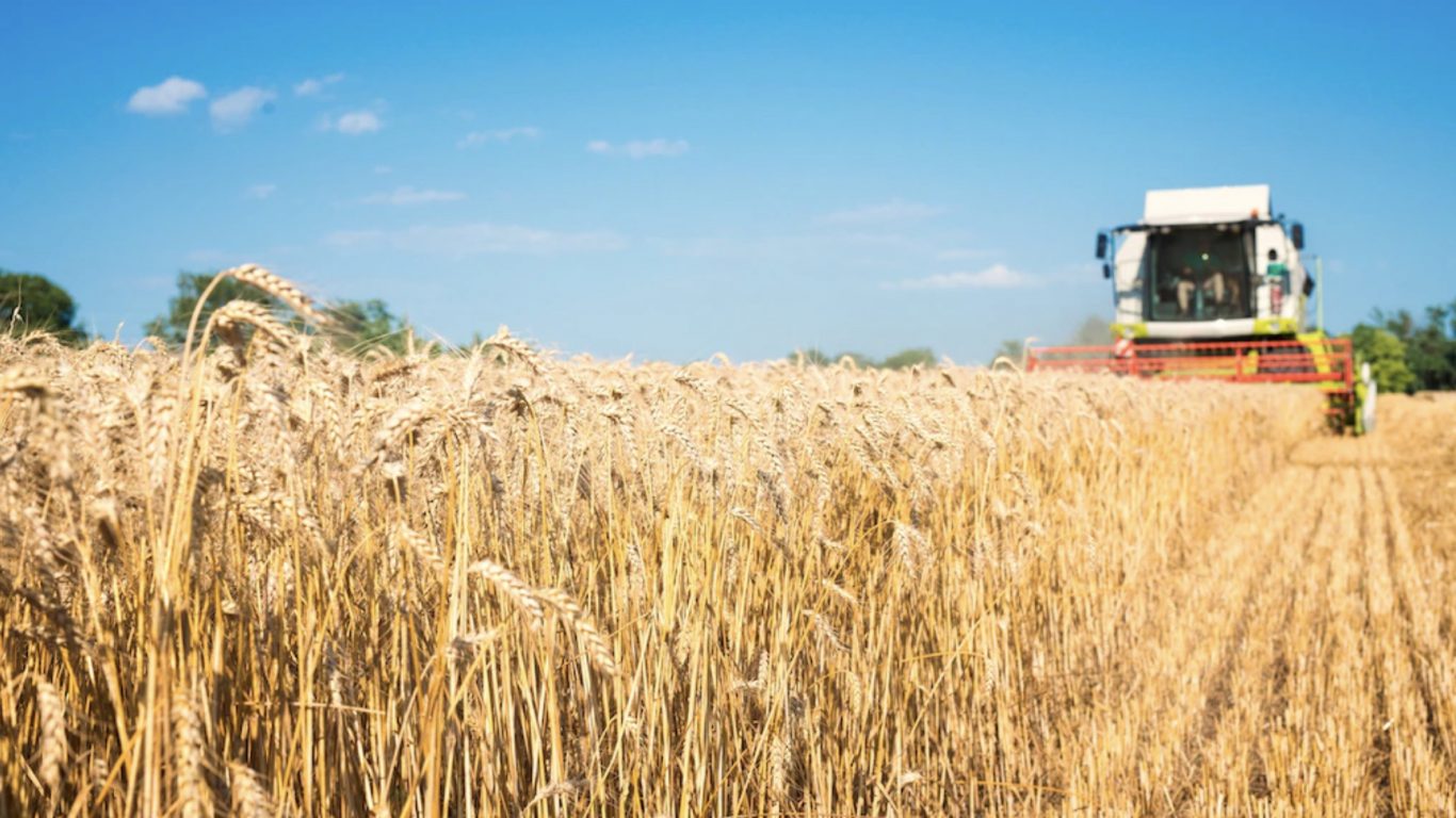 Збір урожаю — українські аграрії у першому кварталі жовтня зібрали всю пшеницю